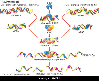 L'interferenza del RNA Foto Stock