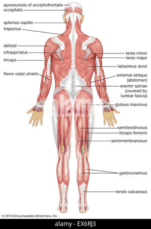 Vista posteriore di umana sistema muscolare Foto Stock