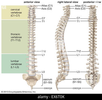 Umano colonna vertebrale Foto Stock