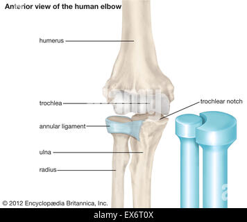 Vista anteriore di un gomito umano Foto Stock
