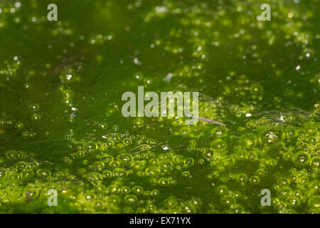 Piccolo misuratore di acqua Hydrometra stagnorum un bug insetto camminare sulla superficie di stagno in cerca di preda di miscelazione Foto Stock