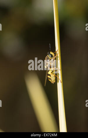 Drone rastremata volare appena emerse Diptera hover volare da pupa spesso erroneamente interpretato come una delle api o vespe che assomiglia Foto Stock