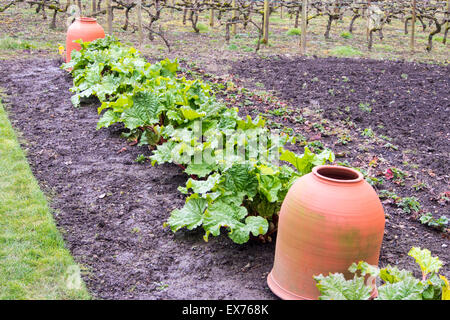 Un vigneto e rabarbaro in crescita in il giardino murato a Croft a castello in Herefordshire, UK. Foto Stock