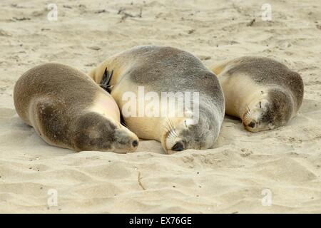 Australian Sea-Lion Neophoca cinerea specie in via di estinzione fotografate su Kangaroo Island, Sud Australia Foto Stock