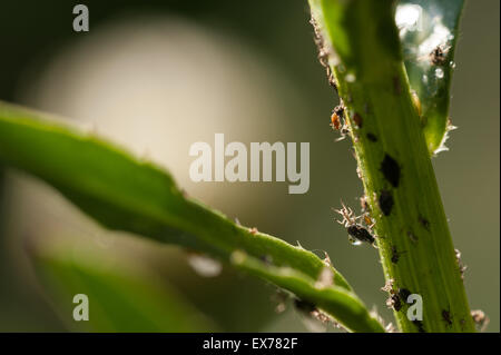 Afidi nero aspirare sap da piante, pest Hemiptera su ox Margherita occhio stelo essendo coltivati in allevamento da formiche in dolce Honey dew Foto Stock