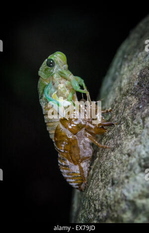 Cicala (Cicadidae) emergenti di notte Foto Stock