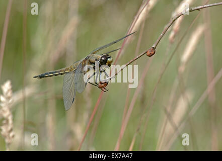 Femmina Chaser Four-Spotted Dragonfly (Libellula quadrimaculata) Regno Unito Foto Stock