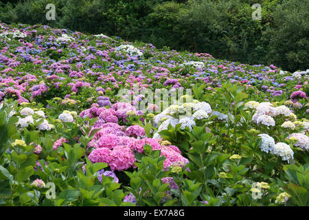 Campo di viola, rosa e blu ortensie, California. Foto Stock