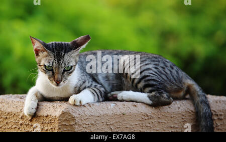 Il coraggio di guardare i miei occhi? Gatto nel parco. Foto Stock