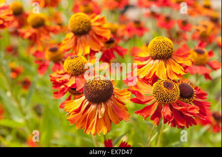 Compact Helenium Moerheim Rudbeckia hirta Becky Orange black-eyed susan fiori Foto Stock
