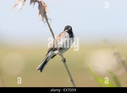 Europei maschili reed bunting (Emberiza schoeniclus) in un pennacchio di reed Foto Stock