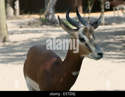 Sfuggente Nord Africana Gazzella Mhorr (Nanger dama) Foto Stock