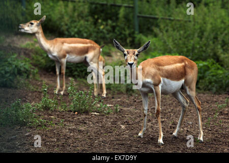 Blackbuck indiano (Antilope cervicapra) a Usti nad Labem Zoo in Boemia settentrionale, Repubblica Ceca. Foto Stock
