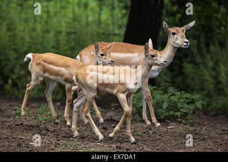 Blackbuck indiano (Antilope cervicapra) a Usti nad Labem Zoo in Boemia settentrionale, Repubblica Ceca. Foto Stock