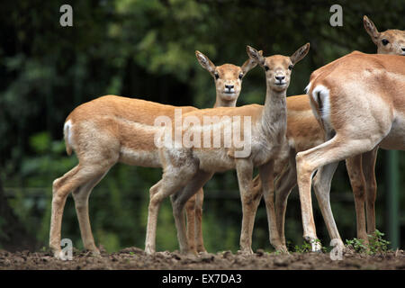 Blackbuck indiano (Antilope cervicapra) a Usti nad Labem Zoo in Boemia settentrionale, Repubblica Ceca. Foto Stock