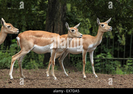 Blackbuck indiano (Antilope cervicapra) a Usti nad Labem Zoo in Boemia settentrionale, Repubblica Ceca. Foto Stock