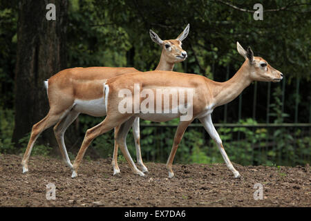 Blackbuck indiano (Antilope cervicapra) a Usti nad Labem Zoo in Boemia settentrionale, Repubblica Ceca. Foto Stock