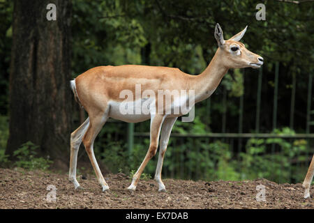 Blackbuck indiano (Antilope cervicapra) a Usti nad Labem Zoo in Boemia settentrionale, Repubblica Ceca. Foto Stock