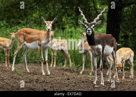 Blackbuck indiano (Antilope cervicapra) a Usti nad Labem Zoo in Boemia settentrionale, Repubblica Ceca. Foto Stock