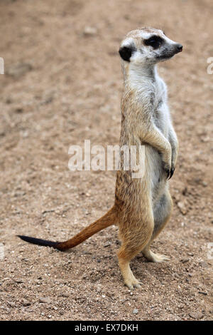 Meerkat (Suricata suricatta), noto anche come il suricate a Usti nad Labem Zoo in Boemia settentrionale, Repubblica Ceca. Foto Stock