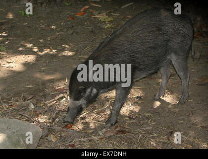 Sud-est asiatico presenta verrucosa Visayan maiale (Sus cebifrons). Foto Stock