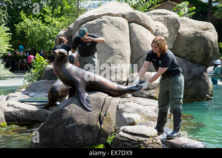 I leoni di mare intrattenere i visitatori a Central Park Zoo Manhattan New York STATI UNITI D'AMERICA Foto Stock