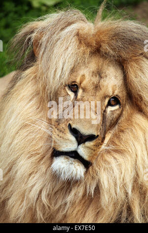 Il Katanga lion (Panthera leo bleyenberghi), noto anche come il Sud-ovest leone africano a Usti nad Labem Zoo, Repubblica Ceca. Foto Stock