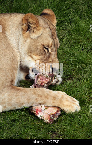 Il Katanga lion (Panthera leo bleyenberghi), noto anche come il Sud-ovest leone africano a Usti nad Labem Zoo, Repubblica Ceca. Foto Stock