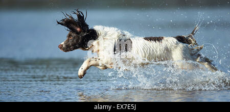 Lavorando spaniel il recupero in acqua durante la canicola estiva Foto Stock