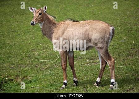 Nilgai (Boselaphus tragocamelus), noto anche come il nilgau o blue bull a Usti nad Labem Zoo in Boemia settentrionale, Repubblica Ceca. Foto Stock