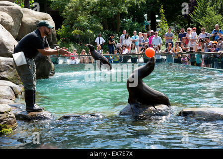 I leoni di mare intrattenere i visitatori a Central Park Zoo Manhattan New York STATI UNITI D'AMERICA Foto Stock