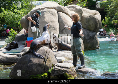 I leoni di mare intrattenere i visitatori a Central Park Zoo Manhattan New York STATI UNITI D'AMERICA Foto Stock