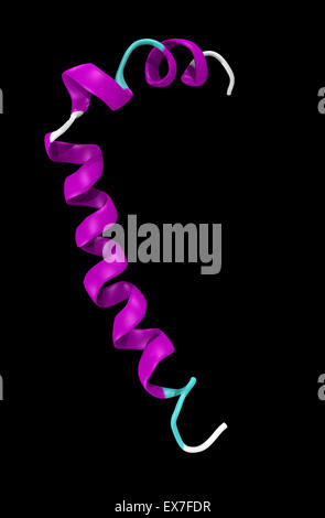 Beta amiloide peptidi che costituiscono il componente principale delle placche amiloidi presenti nei cervelli di pazienti Alzheimer. Foto Stock