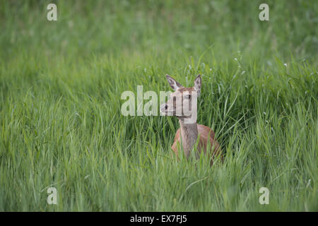 Il cervo (Cervus elaphus) Foto Stock