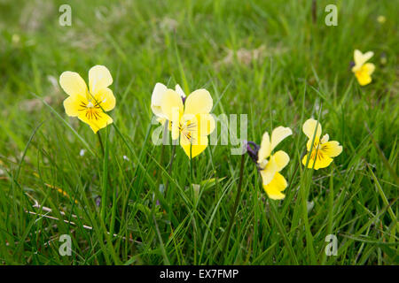 Mountain Pansy, Viola lutea crescono sui prati al di sopra di stabilirsi in Yorkshire Dales, UK. Foto Stock