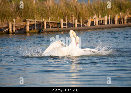 Poole, Dorset, UK 8 luglio 2015. Amourous cigni impegnarsi in rituali di corteggiamento come essi 'attacco' ogni altra con piume e acqua battenti dappertutto nel sole di sera a Poole Park Foto Stock