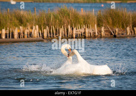 Poole, Dorset, UK 8 luglio 2015. Amourous cigni impegnarsi in rituali di corteggiamento come essi 'attacco' ogni altra con piume e acqua battenti dappertutto nel sole di sera a Poole Park Foto Stock