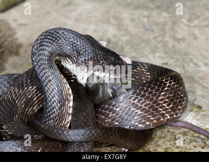 Il nero biacco (Elaphe [Pantherophis] obsoleta) mangiando un cervo mouse, Peromyscus. Foto Stock