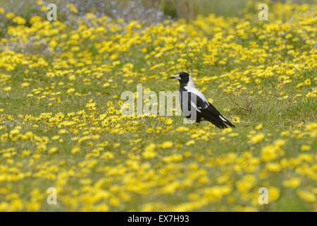 Gazza australiana Gymnorhina tibicen fotografato in Sud Australia Foto Stock