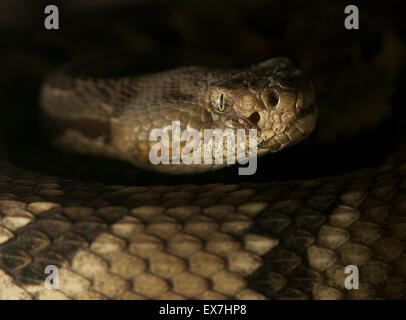 Crotalus horridus, comunemente noto come il legname rattlesnake. Foto Stock