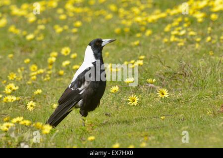 Gazza australiana Gymnorhina tibicen fotografato in Sud Australia Foto Stock