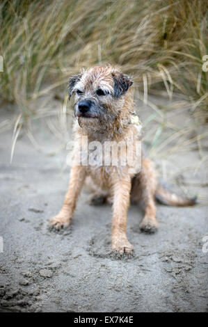 Blaenau Ffestiniog, Wales, Regno Unito. Wet triste guardando Border Terrier cane sat nelle dune di sabbia sulla spiaggia. © Becky Matthews Foto Stock