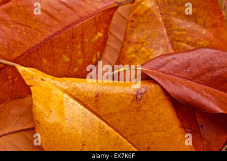 Autunno foglia di magnolia, molto superficiale focus, fotografia macro Foto Stock