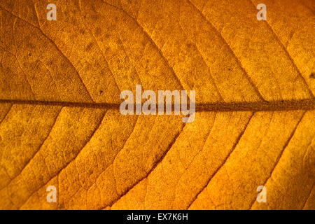 Autunno foglia di magnolia, molto superficiale focus, fotografia macro Foto Stock