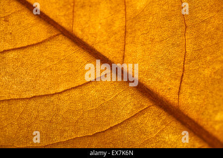 Autunno foglia di magnolia, molto superficiale focus, fotografia macro Foto Stock