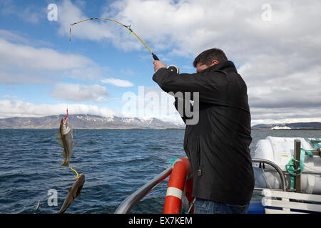 L'uomo la cattura di merluzzo bianco seafishing su una barca charter Reykjavik Islanda Foto Stock