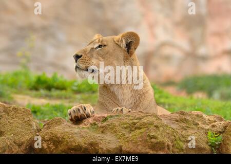 Barberia Lion Panthera leo, lo Zoo di Rabat, Marocco, femmina Foto Stock
