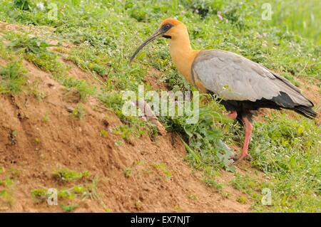 Nero-di fronte Ibis Theristicus melanopis captive Foto Stock