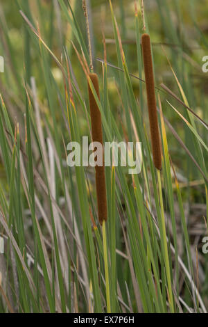 Cattails, Typha angustifolia, crescendo nella palude in Back Bay di Newport Beach in California Foto Stock
