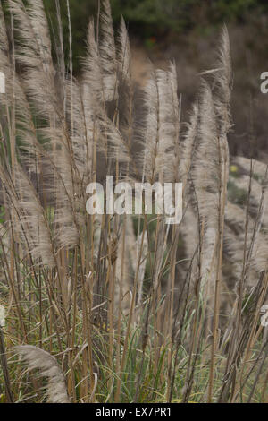 Mare oat, Uniola paniculata, soffia il vento al Bay Bay Wildlife marsh di Newport Beach in California Foto Stock